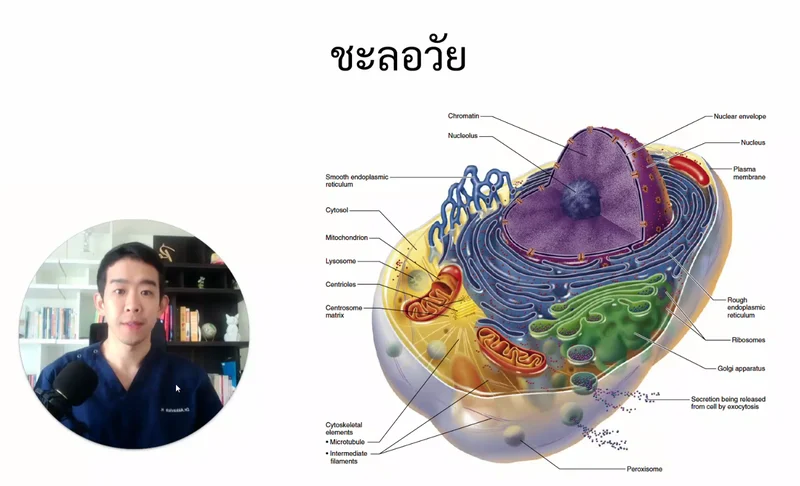 อาหารชะลอวัย (Superfood)