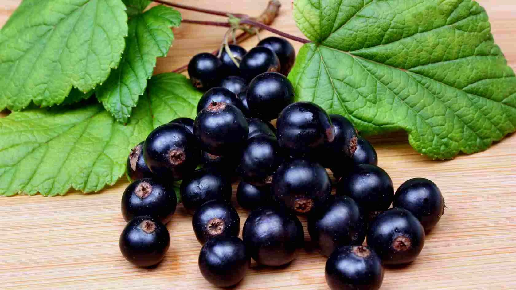 Blackcurrant