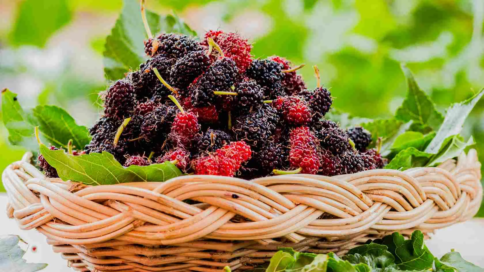 Mulberry